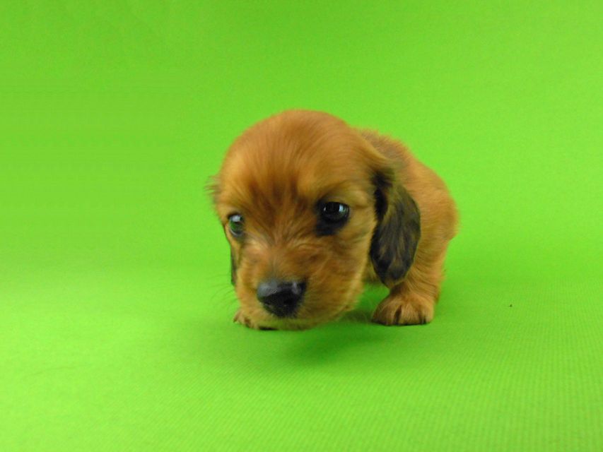 カニンヘンダックスフンド トマト & クッキーの子犬 レッド 男の子DSCN1559 カニンヘンダックスフンド トマト & クッキーの子犬 レッド 男の子