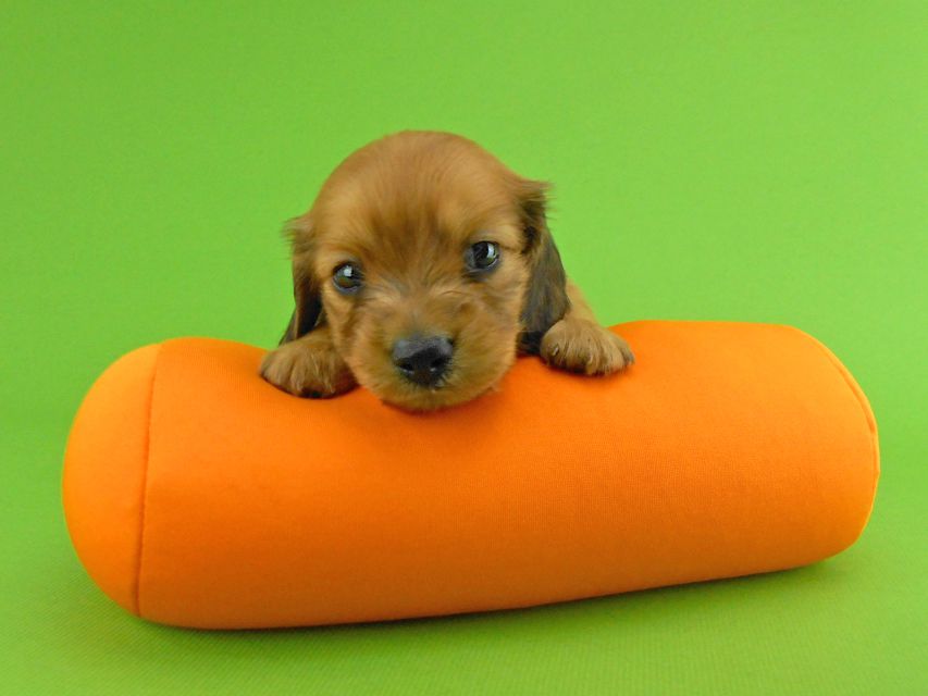 カニンヘンダックスフンド トマト & クッキーの子犬 レッド 男の子DSCN1564 カニンヘンダックスフンド トマト & クッキーの子犬 レッド 男の子