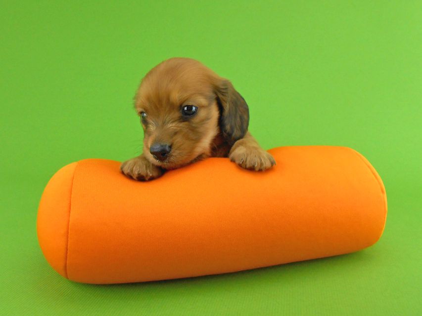 カニンヘンダックスフンド トマト & クッキーの子犬 レッド 男の子DSCN1565 カニンヘンダックスフンド トマト & クッキーの子犬 レッド 男の子