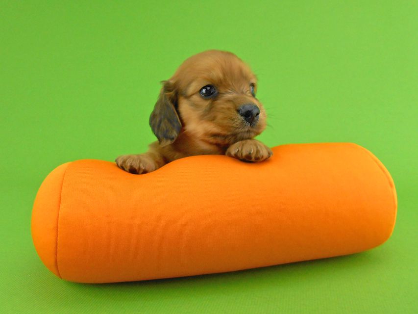 カニンヘンダックスフンド トマト & クッキーの子犬 レッド 男の子DSCN1566 カニンヘンダックスフンド トマト & クッキーの子犬 レッド 男の子