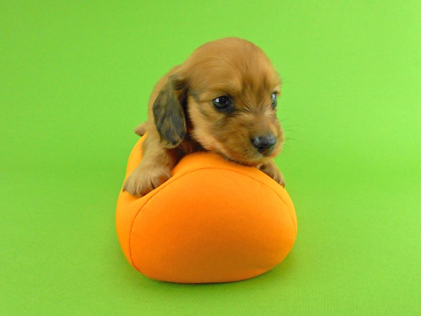 カニンヘンダックスフンド トマト & クッキーの子犬 レッド 男の子DSCN1567 カニンヘンダックスフンド トマト & クッキーの子犬 レッド 男の子