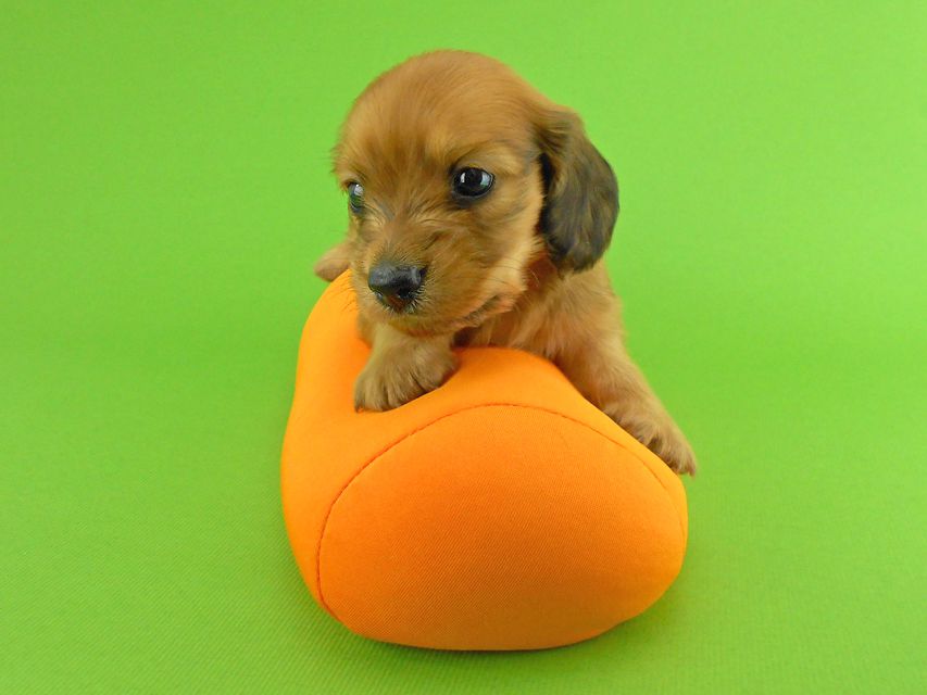 カニンヘンダックスフンド トマト & クッキーの子犬 レッド 男の子DSCN1569 カニンヘンダックスフンド トマト & クッキーの子犬 レッド 男の子