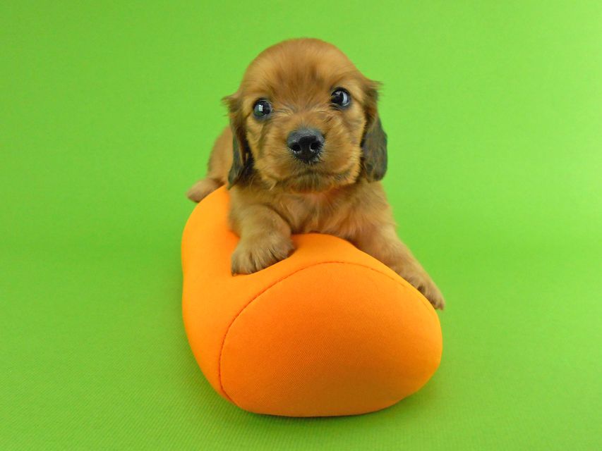 カニンヘンダックスフンド トマト & クッキーの子犬 レッド 男の子DSCN1570 カニンヘンダックスフンド トマト & クッキーの子犬 レッド 男の子