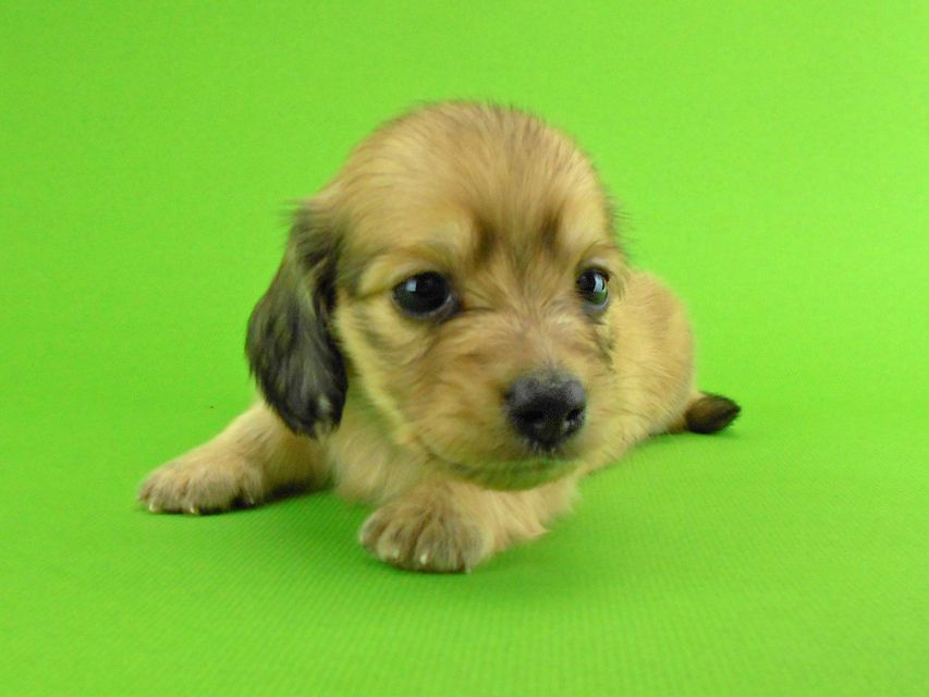 カニンヘンダックスフンド トマト & クッキーの子犬 イエロー（クリーム） 男の子