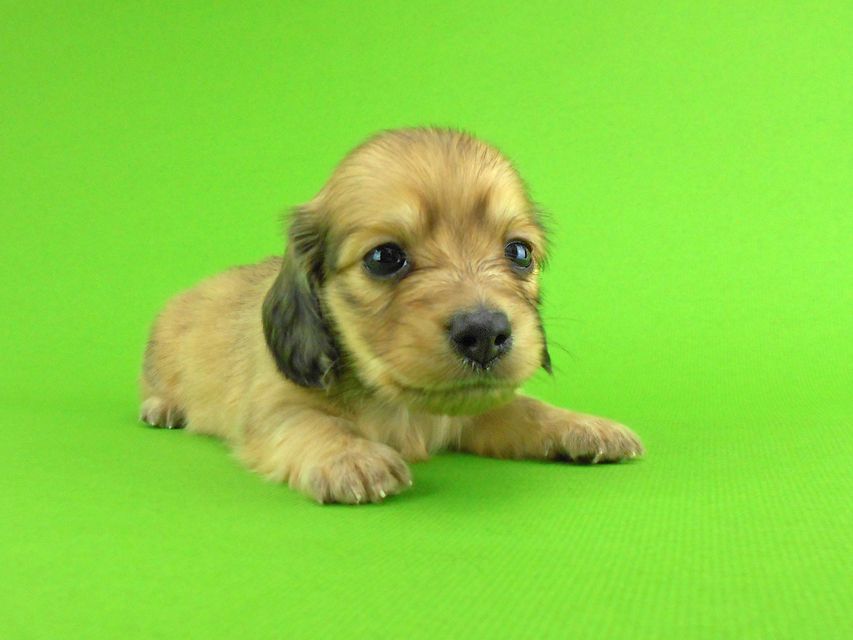 カニンヘンダックスフンド トマト & クッキーの子犬 イエロー（クリーム） 男の子