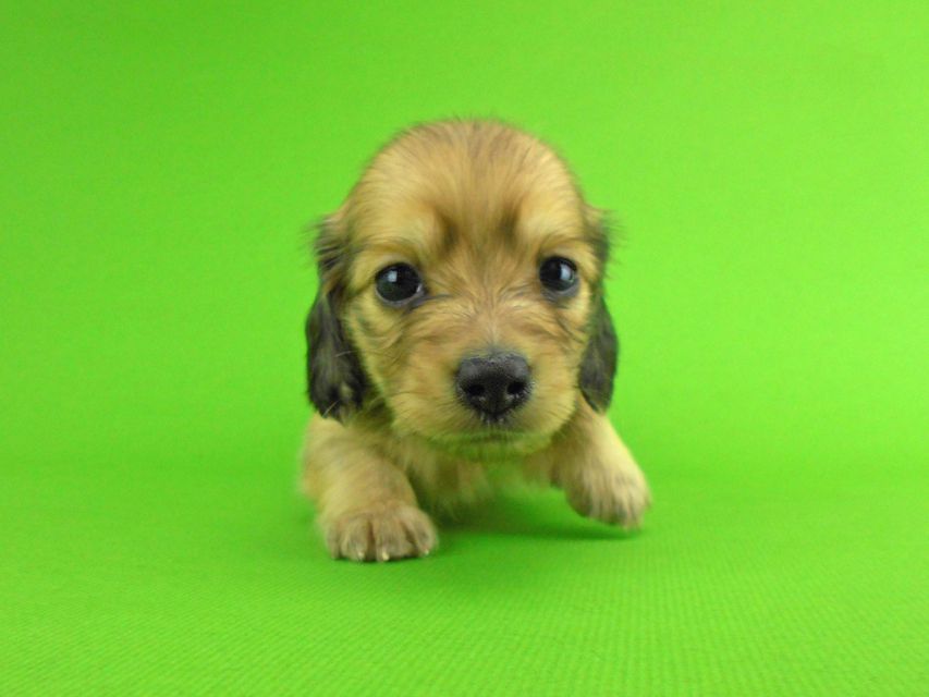 カニンヘンダックスフンド トマト & クッキーの子犬 イエロー（クリーム） 男の子