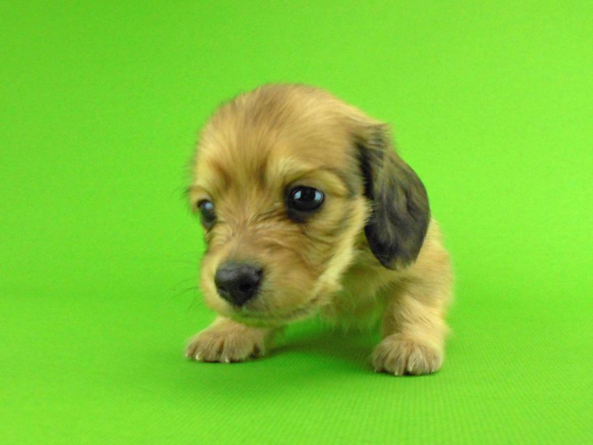 カニンヘンダックスフンド トマト & クッキーの子犬 イエロー（クリーム） 男の子