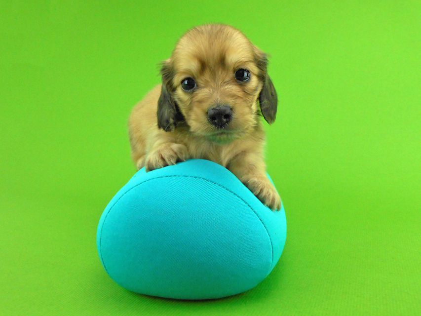 カニンヘンダックスフンド トマト & クッキーの子犬 イエロー（クリーム） 男の子