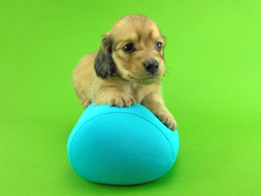 カニンヘンダックスフンド トマト & クッキーの子犬 イエロー（クリーム） 男の子