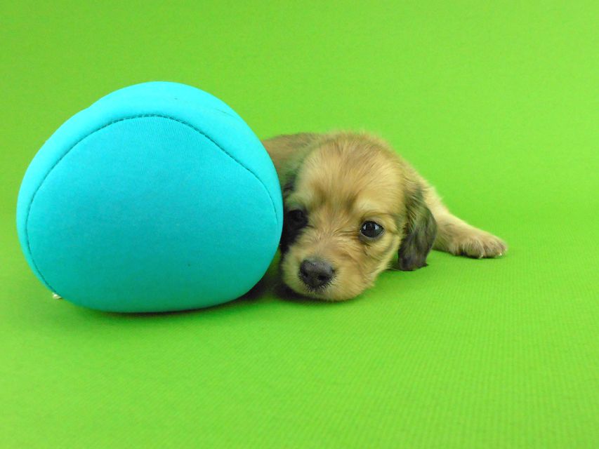 カニンヘンダックスフンド トマト & クッキーの子犬 イエロー（クリーム） 男の子