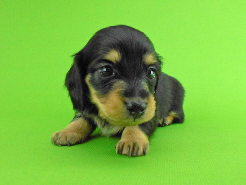 カニンヘンダックスフンド トマト & クッキーの子犬 ブラックイエロー(ブラッククリーム) 女の子DSCN1590 カニンヘンダックスフンド トマト & クッキーの子犬 ブラックイエロー(ブラッククリーム) 女の子