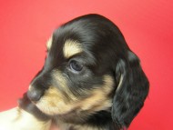 カニンヘン 子犬 ブラック＆クリーム 女の子 ティアラの赤ちゃん 12/14生まれ