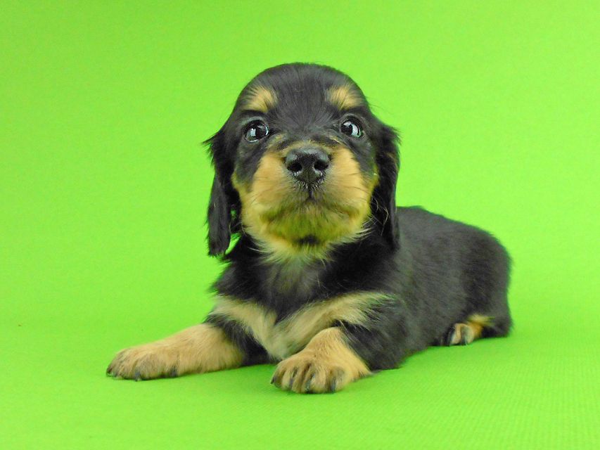 カニンヘンダックスフンド トマト & クッキーの子犬 ブラックイエロー(ブラッククリーム) 女の子DSCN1593 カニンヘンダックスフンド トマト & クッキーの子犬 ブラックイエロー(ブラッククリーム) 女の子