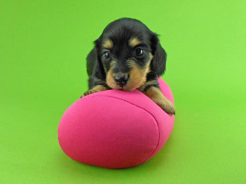 カニンヘンダックスフンド トマト & クッキーの子犬 ブラックイエロー(ブラッククリーム) 女の子DSCN1597 カニンヘンダックスフンド トマト & クッキーの子犬 ブラックイエロー(ブラッククリーム) 女の子