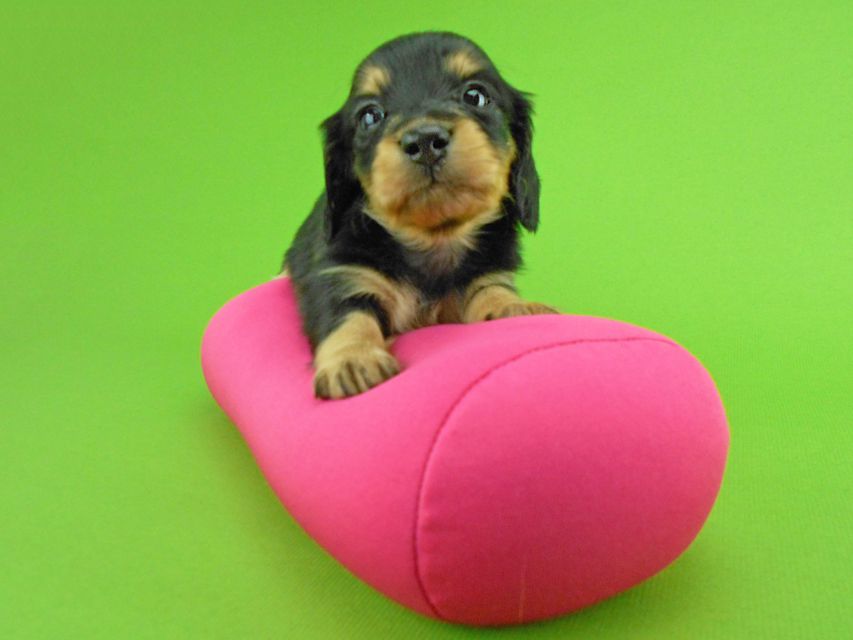 カニンヘンダックスフンド トマト & クッキーの子犬 ブラックイエロー(ブラッククリーム) 女の子DSCN1599 カニンヘンダックスフンド トマト & クッキーの子犬 ブラックイエロー(ブラッククリーム) 女の子