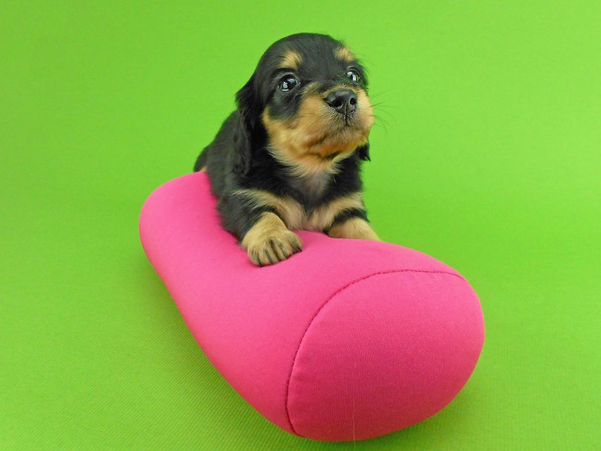 カニンヘンダックスフンド トマト & クッキーの子犬 ブラックイエロー(ブラッククリーム) 女の子DSCN1600 カニンヘンダックスフンド トマト & クッキーの子犬 ブラックイエロー(ブラッククリーム) 女の子