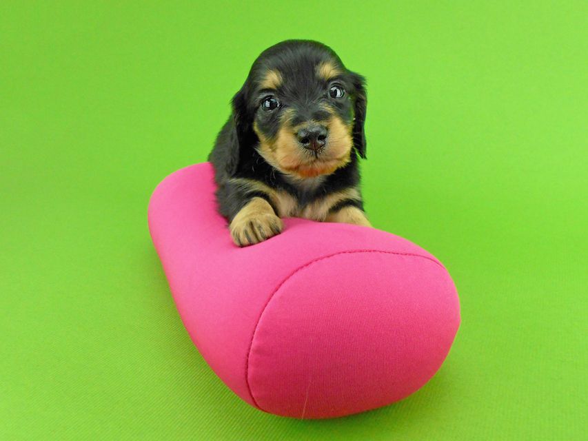 カニンヘンダックスフンド トマト & クッキーの子犬 ブラックイエロー(ブラッククリーム) 女の子DSCN1601 カニンヘンダックスフンド トマト & クッキーの子犬 ブラックイエロー(ブラッククリーム) 女の子