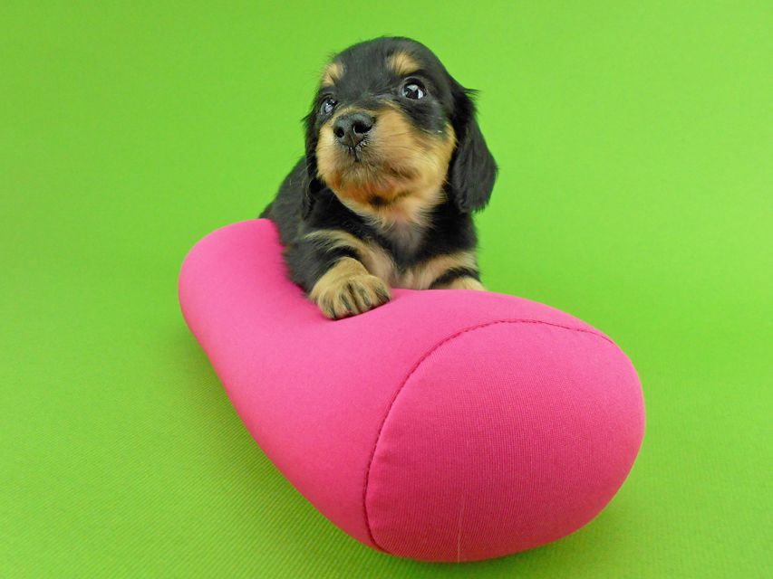 カニンヘンダックスフンド トマト & クッキーの子犬 ブラックイエロー(ブラッククリーム) 女の子DSCN1602 カニンヘンダックスフンド トマト & クッキーの子犬 ブラックイエロー(ブラッククリーム) 女の子