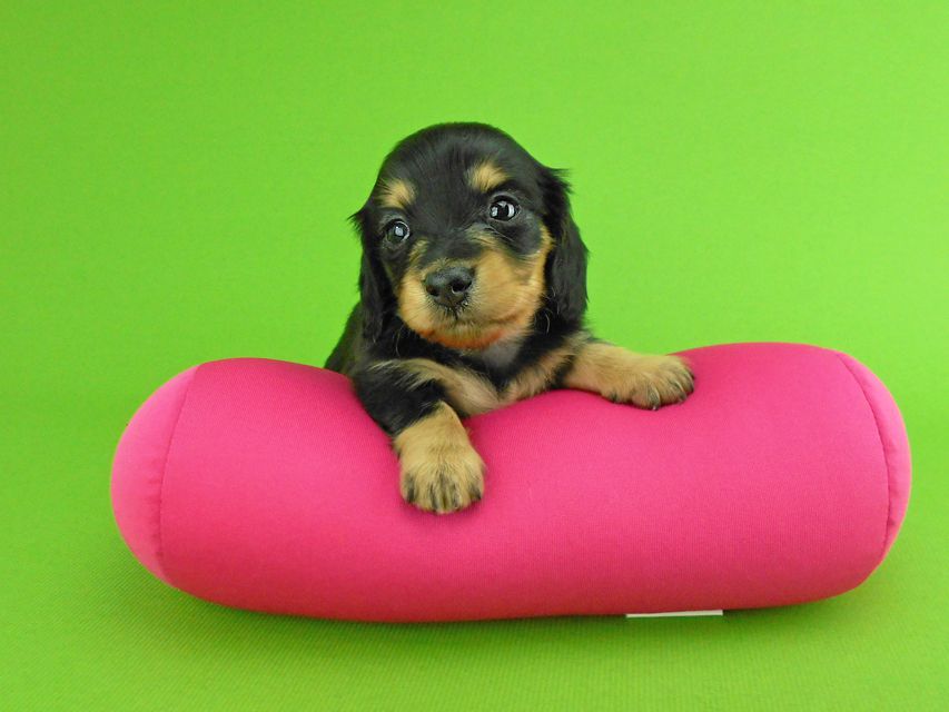 カニンヘンダックスフンド トマト & クッキーの子犬 ブラックイエロー(ブラッククリーム) 女の子DSCN1606 カニンヘンダックスフンド トマト & クッキーの子犬 ブラックイエロー(ブラッククリーム) 女の子