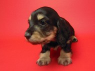 カニンヘン 子犬 ブラック＆クリーム 女の子 ティアラの赤ちゃん 12/14生まれ