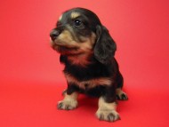 カニンヘン 子犬 ブラック＆クリーム 女の子 ティアラの赤ちゃん 12/14生まれ