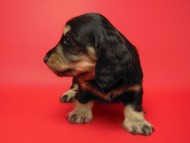 カニンヘン 子犬 ブラック&クリーム 女の子 ティアラの赤ちゃん 12/14生まれ カニンヘン 子犬 ブラック&クリーム 女の子 ティアラの赤ちゃん 12/14生まれ