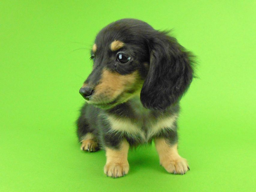 カニンヘンダックスフンド オーシャン & ナイトの子犬 ブラックイエロー（ブラッククリーム） 女の子