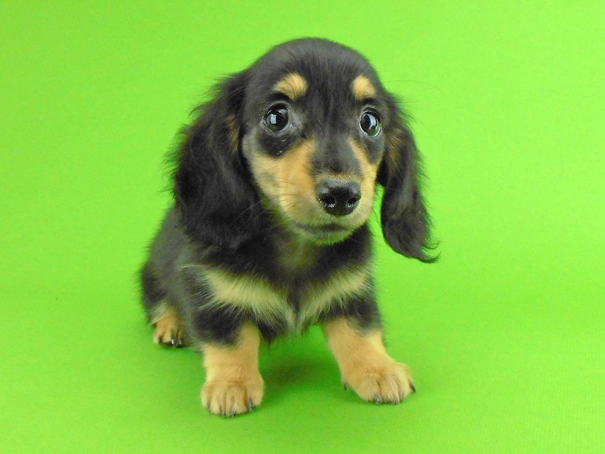 カニンヘンダックスフンド オーシャン & ナイトの子犬 ブラックイエロー（ブラッククリーム） 女の子