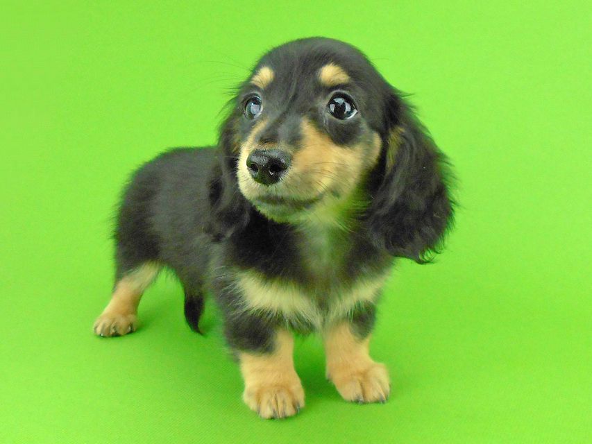 カニンヘンダックスフンド オーシャン & ナイトの子犬 ブラックイエロー（ブラッククリーム） 女の子