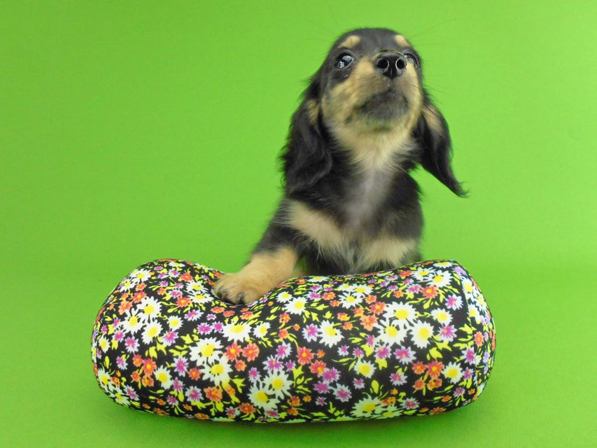 カニンヘンダックスフンド オーシャン & ナイトの子犬 ブラックイエロー（ブラッククリーム） 女の子