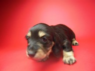 カニンヘン 子犬 ブラック&クリーム 女の子 ティアラの赤ちゃん 12/14生まれ カニンヘン 子犬 ブラック&クリーム 女の子 ティアラの赤ちゃん 12/14生まれ