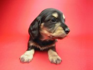 カニンヘン 子犬 ブラック＆クリーム 女の子 ティアラの赤ちゃん 12/14生まれ