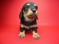 カニンヘン 子犬 ブラック＆クリーム 女の子 ティアラの赤ちゃん 12/14生まれ