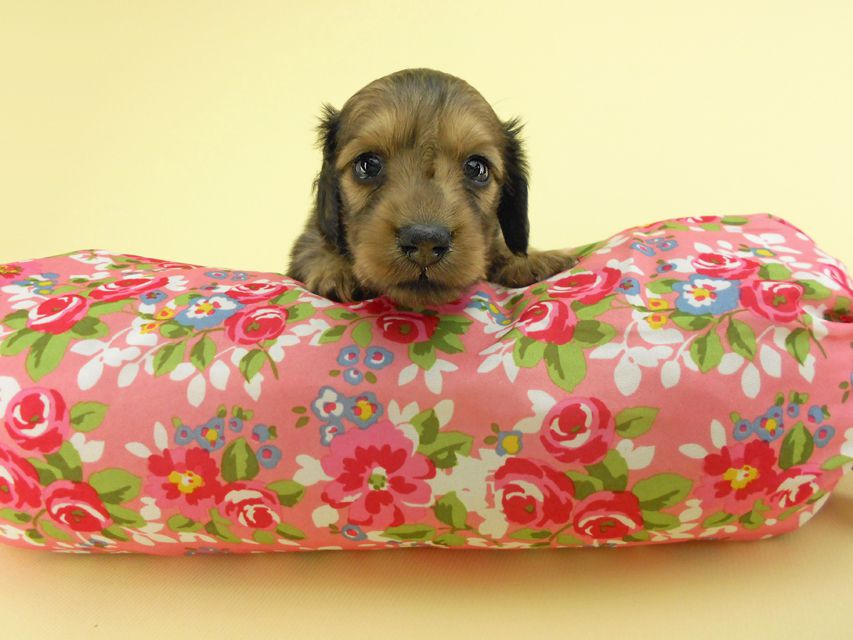 カニンヘンダックスフンド パン2 & オスカルの子犬 イエロー（クリーム） 女の子（1）