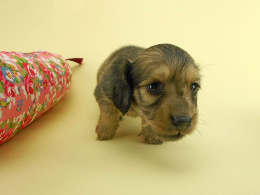 カニンヘンダックスフンド パン2 & オスカルの子犬 イエロー（クリーム） 女の子（1）