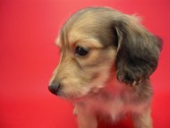 カニンヘン 子犬 シェーデットクリーム 男の子 アンジュの赤ちゃん 11/25生まれ