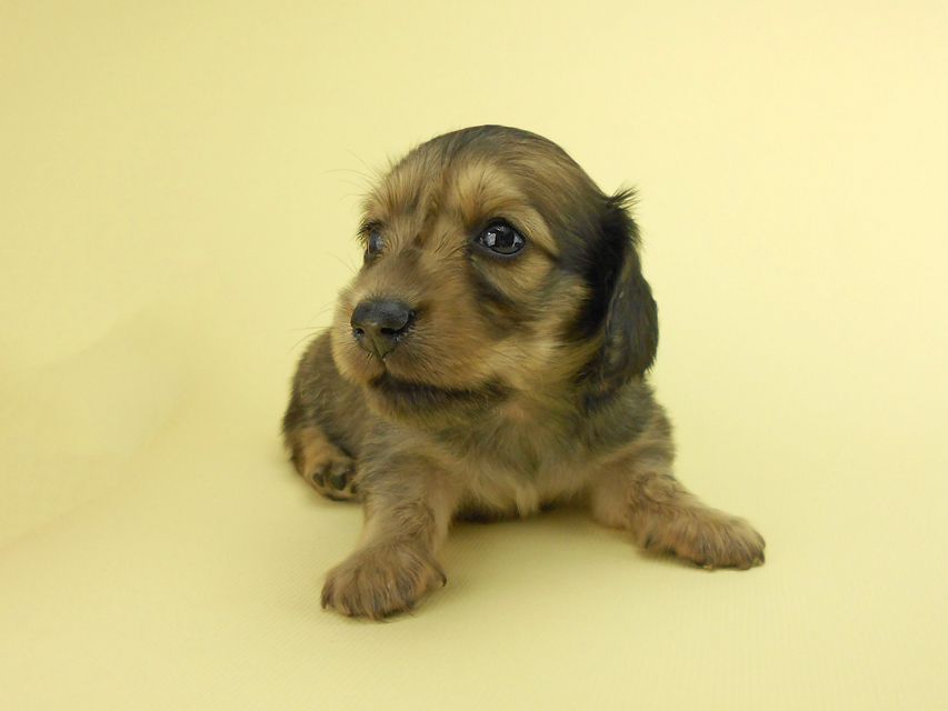 カニンヘンダックスフンド パン2 & オスカルの子犬 イエロー（クリーム） 女の子（1）