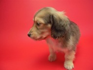 カニンヘン 子犬 シェーデットクリーム 男の子 アンジュの赤ちゃん 11/25生まれ