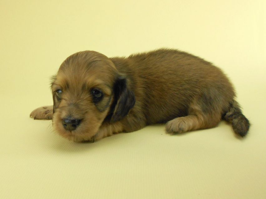 カニンヘンダックスフンド パン2 & オスカルの子犬 イエロー（クリーム） 女の子（2）