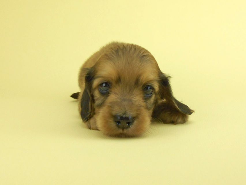 カニンヘンダックスフンド パン2 & オスカルの子犬 イエロー（クリーム） 女の子（2）