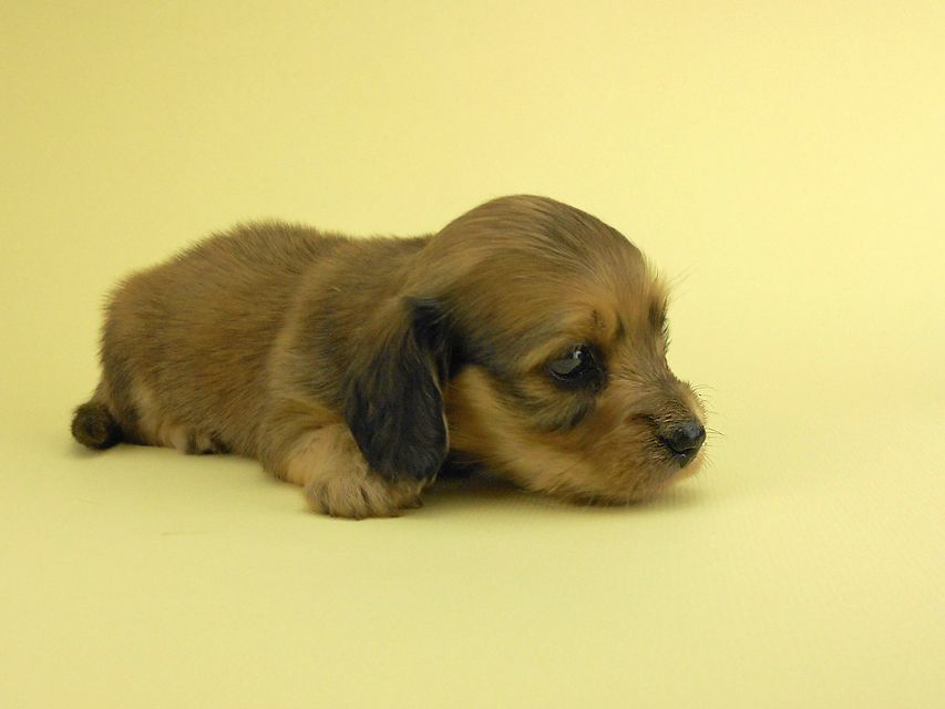 カニンヘンダックスフンド パン2 & オスカルの子犬 イエロー（クリーム） 女の子（2）