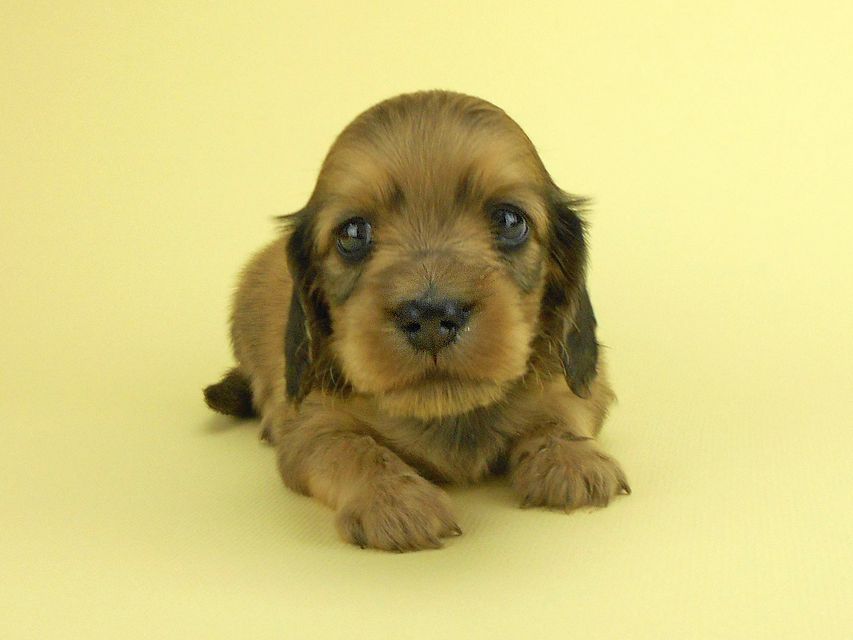 カニンヘンダックスフンド パン2 & オスカルの子犬 イエロー（クリーム） 女の子（2）