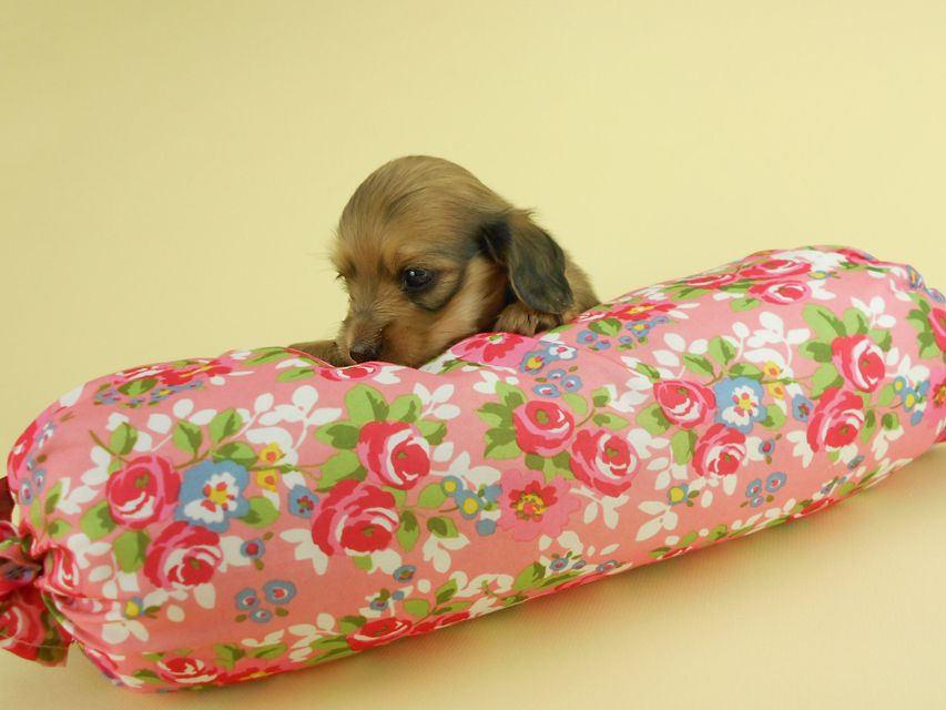 カニンヘンダックスフンド パン2 & オスカルの子犬 イエロー（クリーム） 女の子（2）