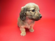 カニンヘン 子犬 シェーデットクリーム 女の子 アンジュの赤ちゃん 11/25生まれ