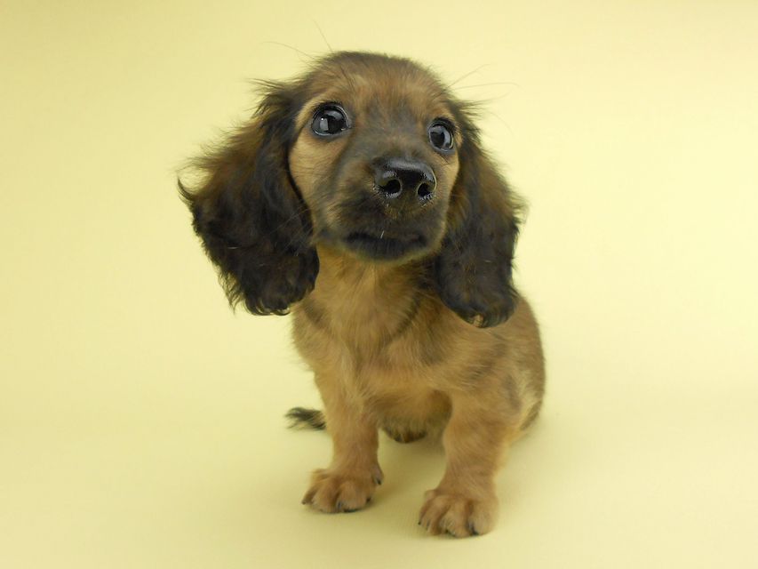 カニンヘンダックスフンド リン2 & ジムダンディの子犬 イエロー（クリーム） 女の子