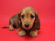 カニンヘン 子犬 シェーデットクリーム 男の子 ユジンの赤ちゃん 11/16生まれ