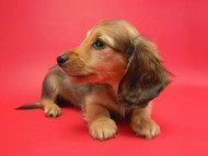 カニンヘン 子犬 シェーデットクリーム 男の子 ユジンの赤ちゃん 11/16生まれ カニンヘン 子犬 シェーデットクリーム 男の子 ユジンの赤ちゃん 11/16生まれ