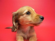 カニンヘン 子犬 シェーデットクリーム 男の子 ユジンの赤ちゃん 11/16生まれ