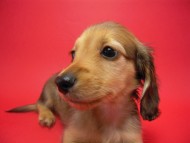 カニンヘン 子犬 シェーデットクリーム 男の子 ユジンの赤ちゃん 11/16生まれ