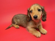 カニンヘン 子犬 シェーデットクリーム 男の子 ユジンの赤ちゃん 11/16生まれ